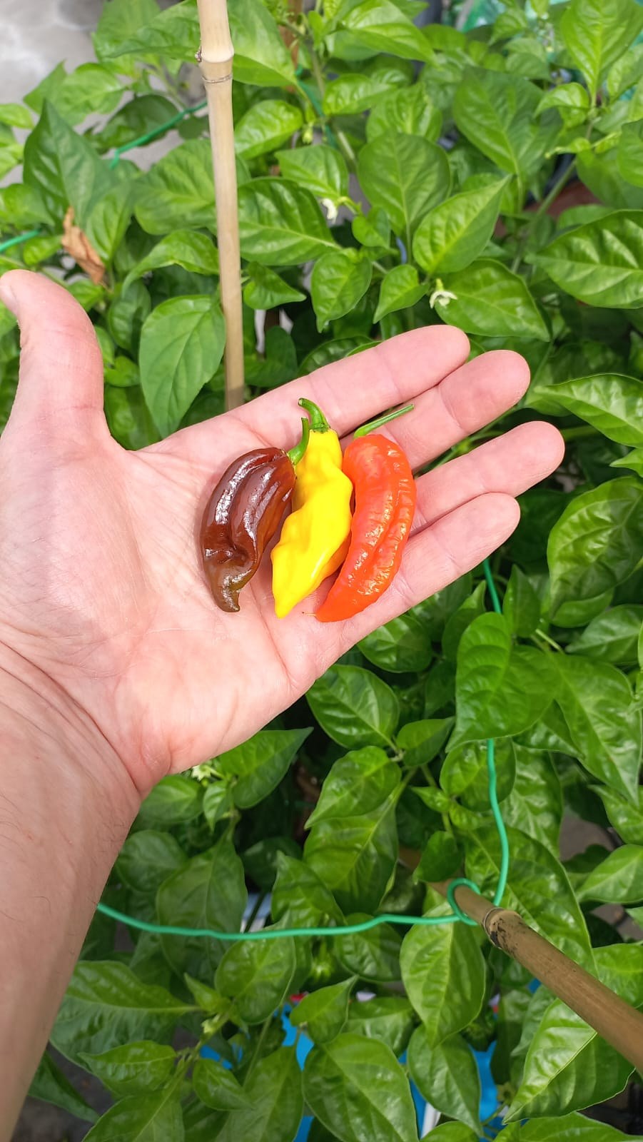 Des piments fraîchement récoltés dans la main du producteur.